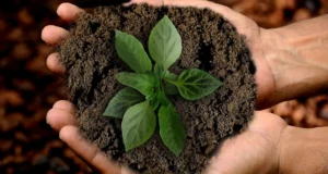 Nell'immagine delle mani con un mucchio di terra in mano